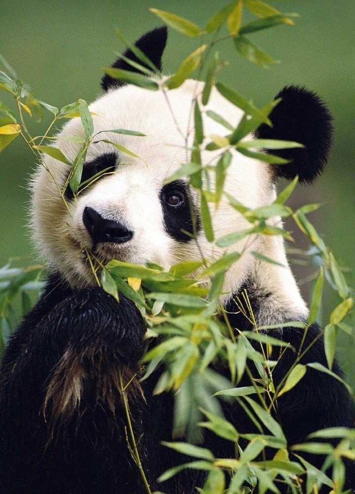 panda